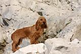 BASSET FAUVE DE BRETAGNE 081